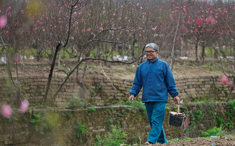 Trước Tết 10 ngày, đào Nhật Tân đã khoe sắc từ vườn về phố